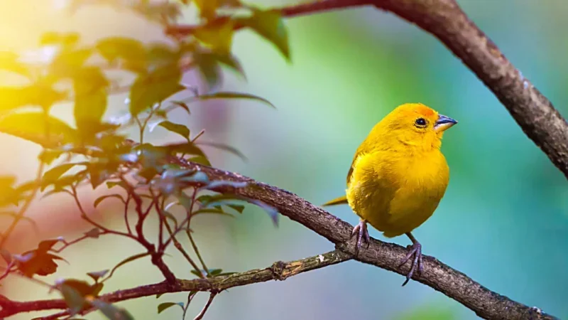 Vogels kijken op Tenerife: een paradijs