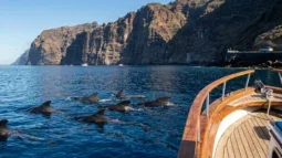 Walvissen kijken op Tenerife: boten en de auto (2026)